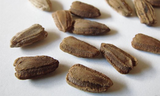 Sementes de cabaça