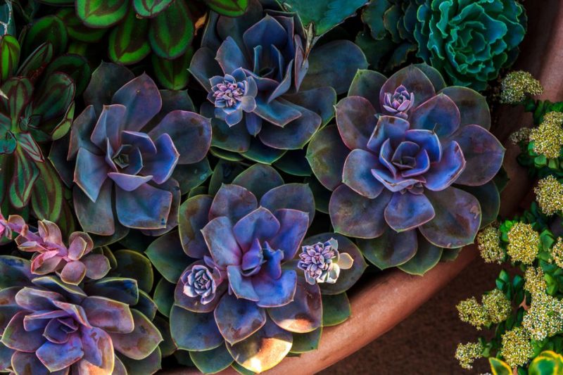 Flores e 5 Elementos Chineses - Água