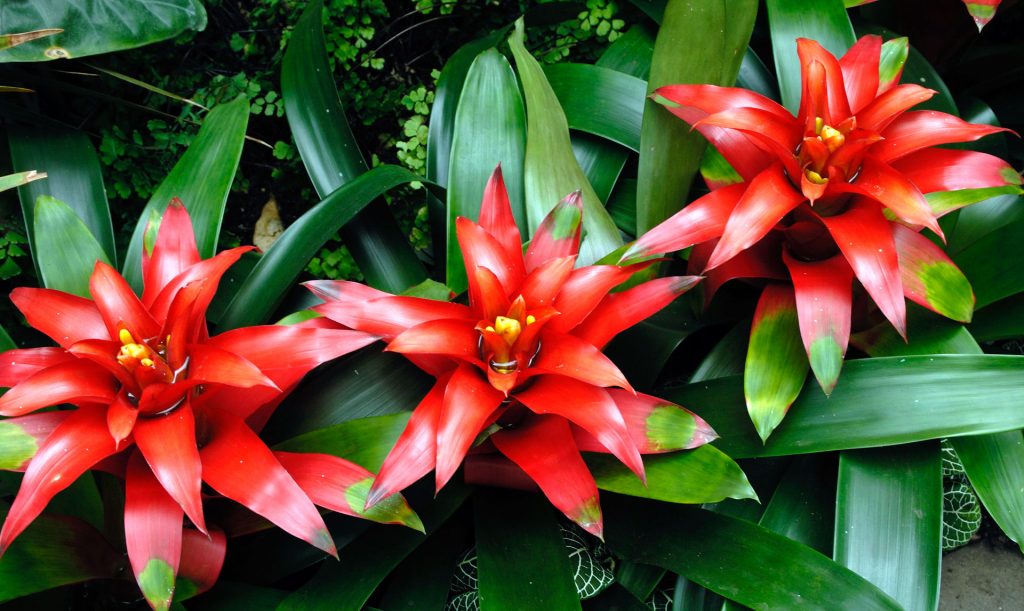 Flores e 5 Elementos Chineses - Fogo