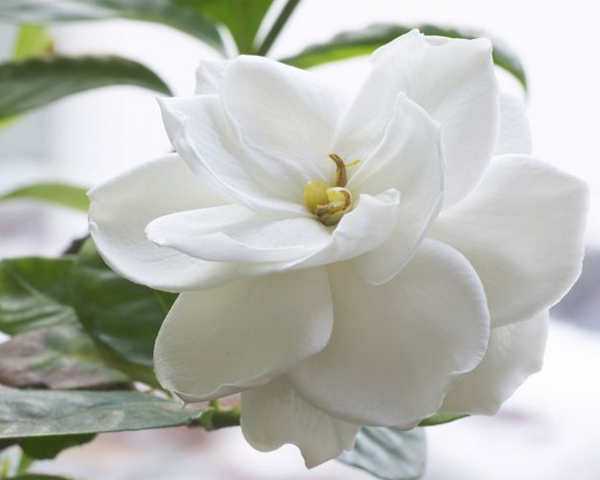 Flores e 5 Elementos Chineses - Metal