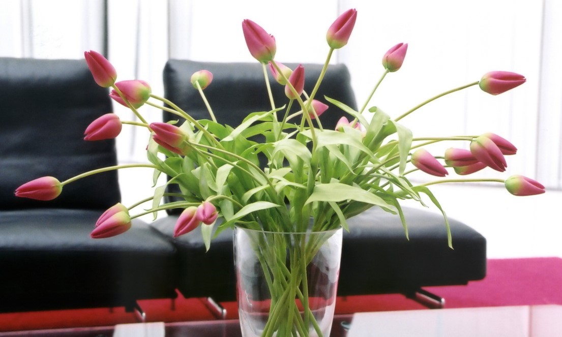 plantas e flores no feng shui